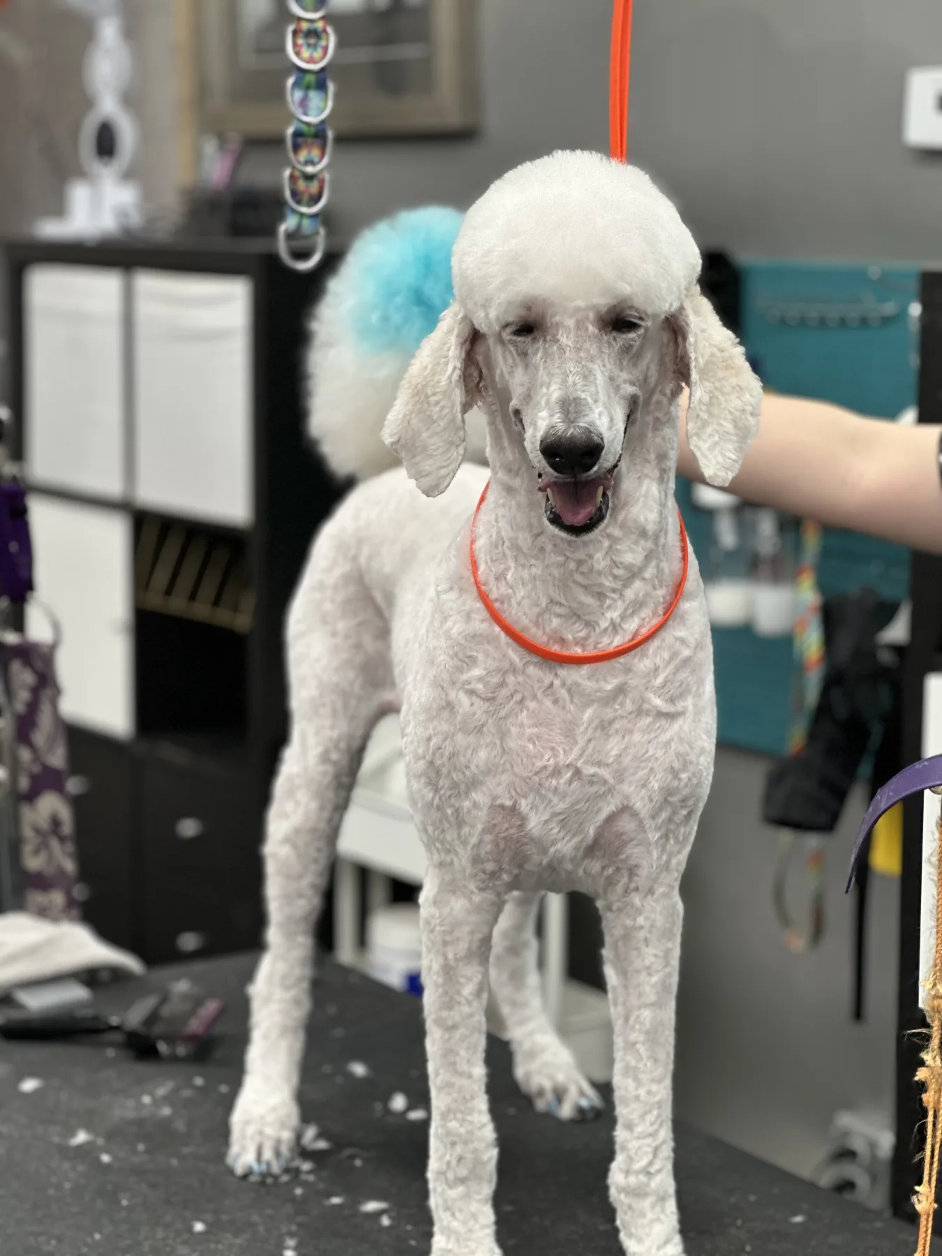A white standard poodle after a bath and brush at All The Raige