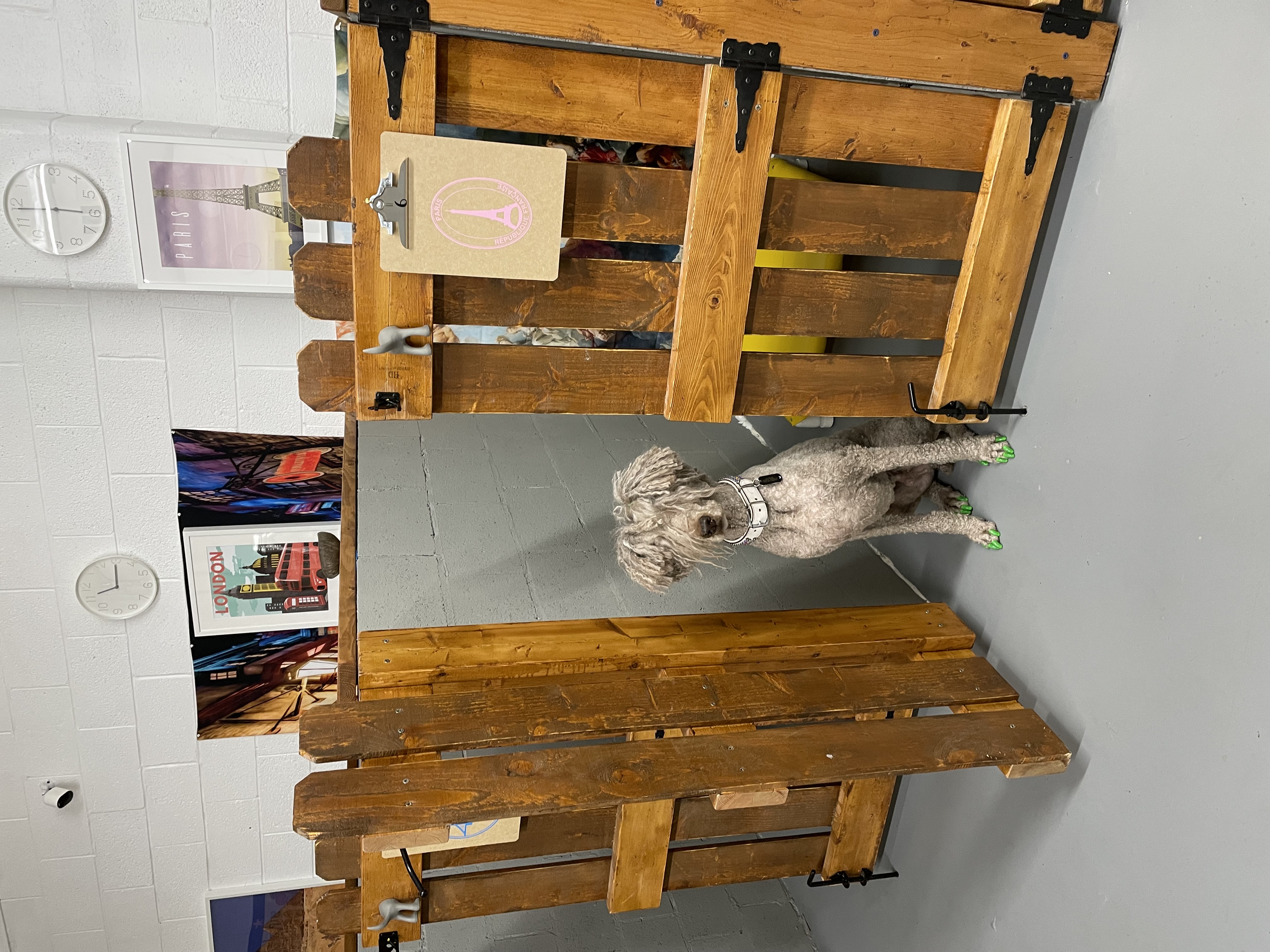 A dog sitting in one of the themed boarding spaces at All The Raige