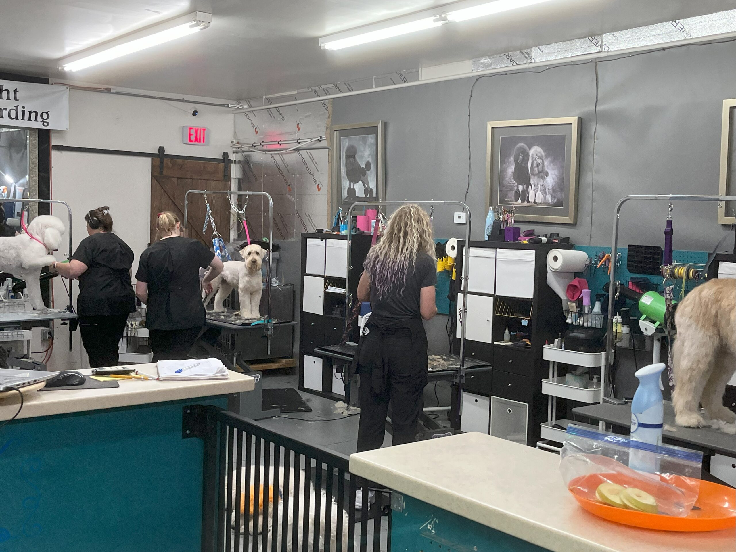 The All The Raige grooming team working with dogs in the salon